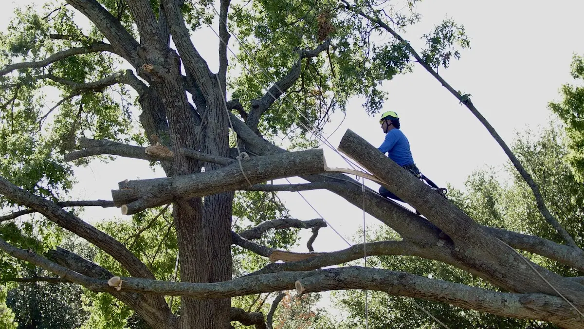 Professional Hazardous Tree Removal performed by certified arborists in Lapel