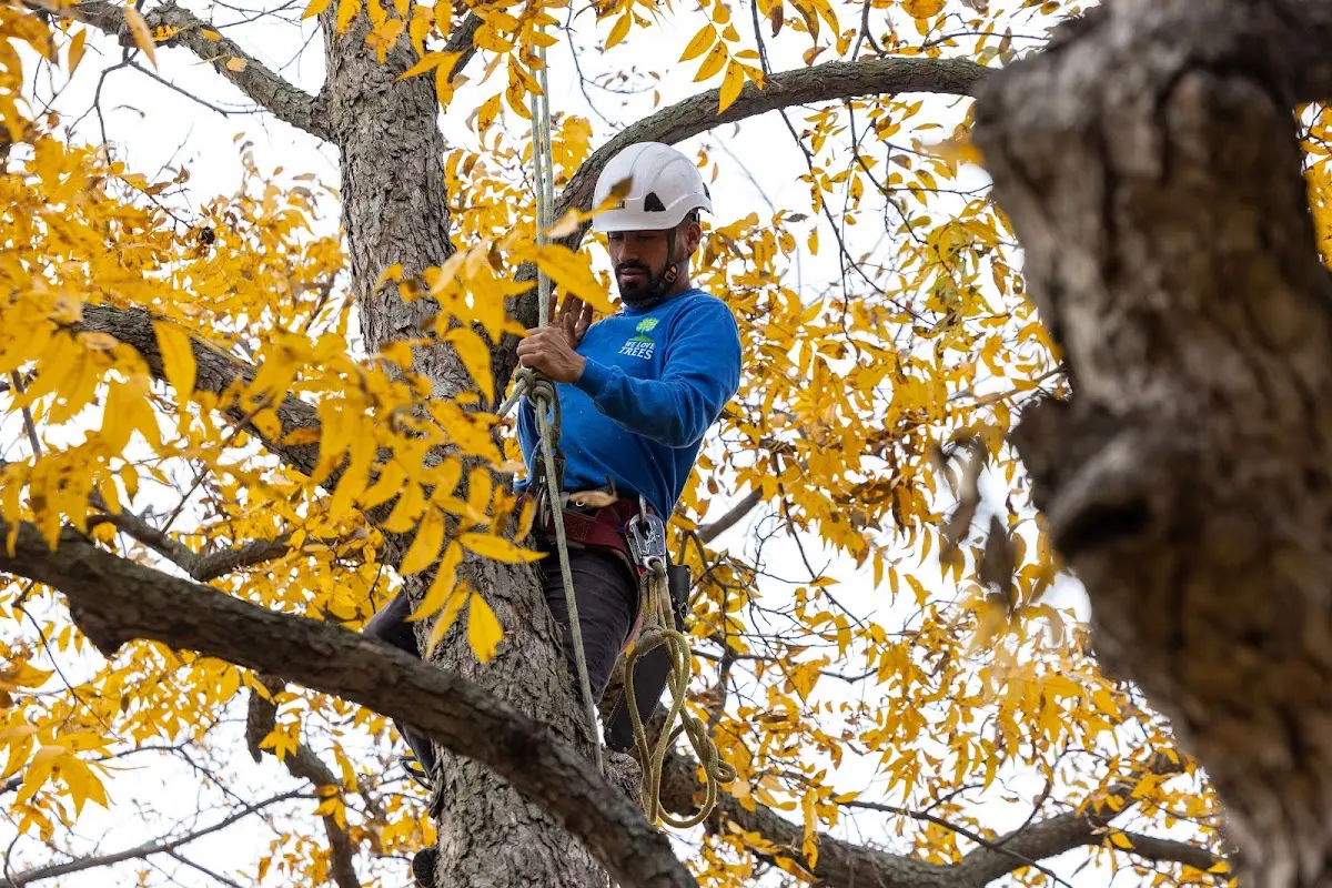 Skilled Tree Pruning crew working in Lapel